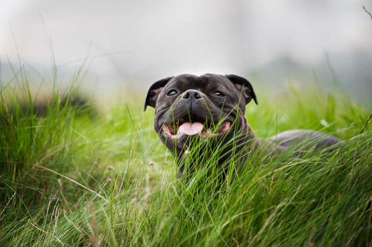 black staffordshire bull terrier lying on grass