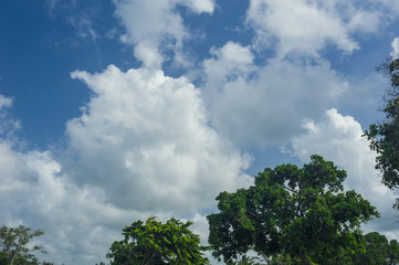 Golf course in Dominican republic. field of grass and coconut