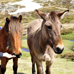 Chevaux,  plateau de Coscione, Corse