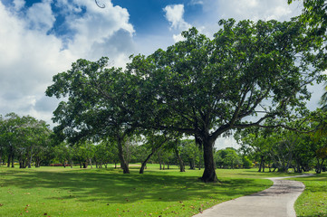 Fototapeta premium Golf course in Dominican republic. field of grass and coconut