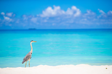 Grey heron standing on white beach on Maldives island