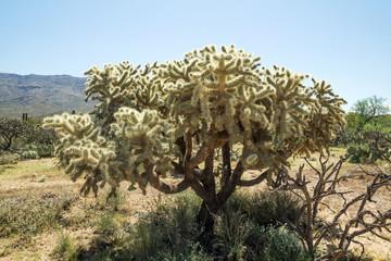 Cylindropuntia fulgida, the jumping cholla, also known as the ha