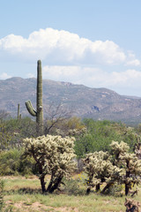 Sonoran Desert landscape with Carnegiea gigantea and  teddy bear