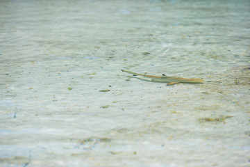 Baby shark in shallow water at Maldives