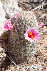 Blooming  Pincushion Cactus (Mammillaria).  Saguaro National Par