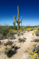 Trail of blooming Sonoran Desert in Saguaro National Park, Arizo