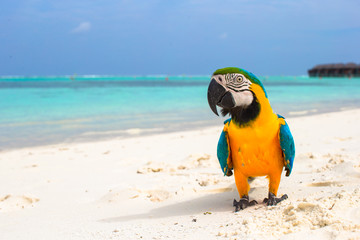 Cute bright colorful parrot on the white sand in the Maldives
