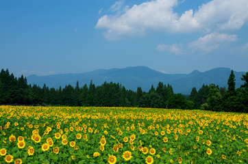 Fototapeta premium ひまわり畑