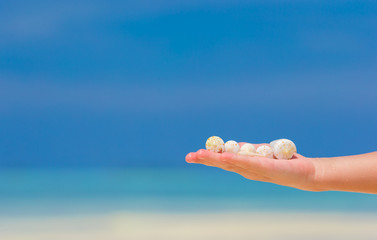Close up of little girl hand holding beautiful sea shells