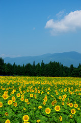 ひまわり畑