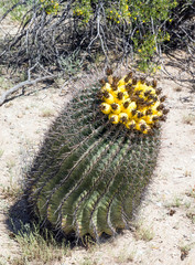 Fishhook Barrel Cactus (Ferocactus cylindraceus) with bright yel