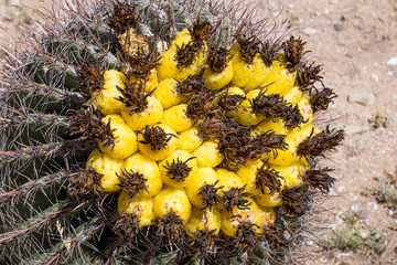 Fruit Fishhook Barrel Cactus (Ferocactus cylindraceus). Saguaro