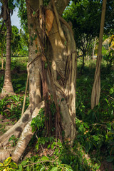 Exotic Palms Beach Resort Grounds. Beautiful Palm tree in