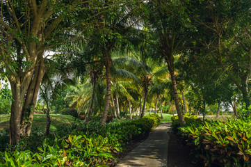 Obraz na płótnie Canvas Exotic Palms Beach Resort Grounds. Beautiful Palm tree in