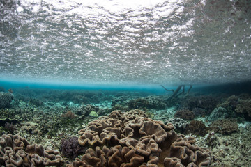 Rain on Surface Over Coral Reef