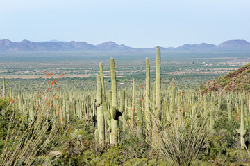 Landscapes Saguaro National Park, Arizona, USA