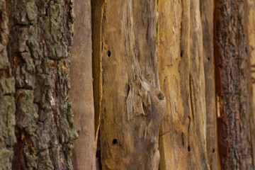 Wooden fence with Gnarl