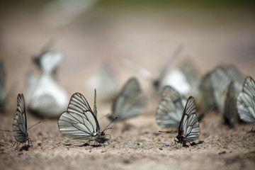 Fototapeta premium Many white butterflies