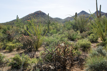 Landscape with flowering cactus Saguaro National Park, Arizona,