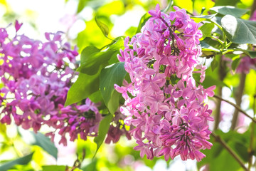 Flowering branch of  lilac close up, backlit