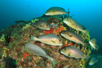 Fototapeta na wymiar Silver Sweetlips fish on coral reef