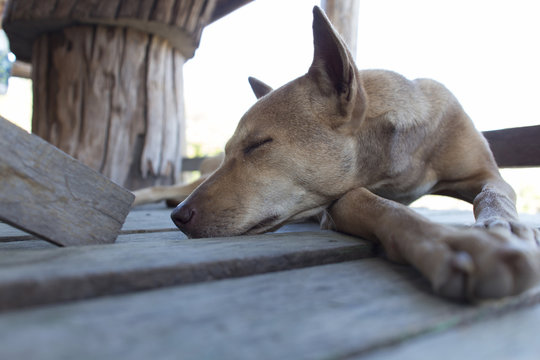 sleeping dog