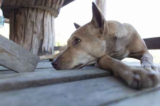hungry dog