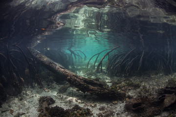 Mangrove Roots and Channel Underwater