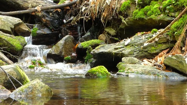 Small creek in forest