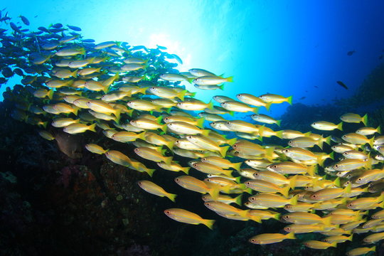 School yellow fish: Bigeye Snappers