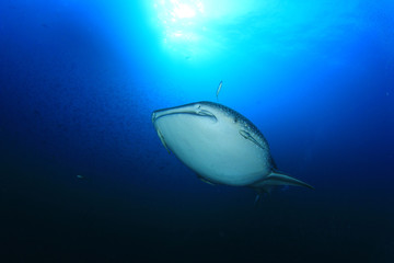 Whale Shark