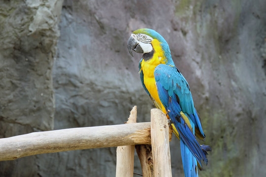  macaw parrot