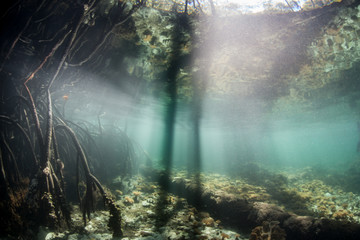 Shadows and Light in Mangrove