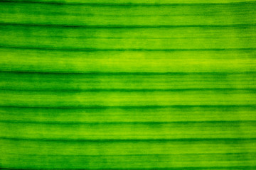 Line, Texture, Pattern of Banana Leaf