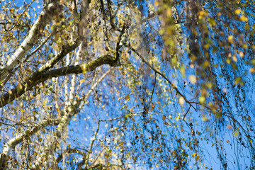 Frühlingsbaum mit vielen Blättern