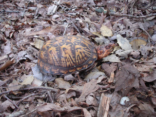 Box Turtle in Leaves
