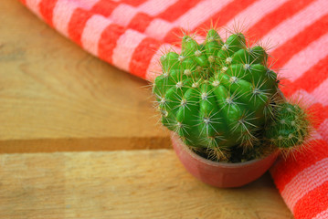 Cactus with sharp thorns