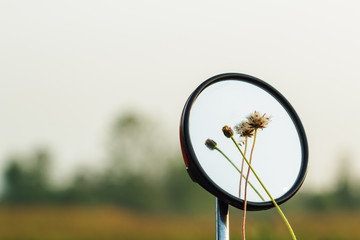 Flower grass  on a mirror