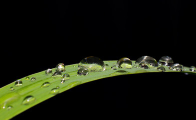 Drop water on leaf
