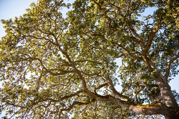 Sun shining through tree branches