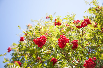 Shrub with lots of red berries on branches