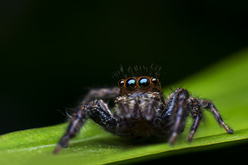 Jumping Spider