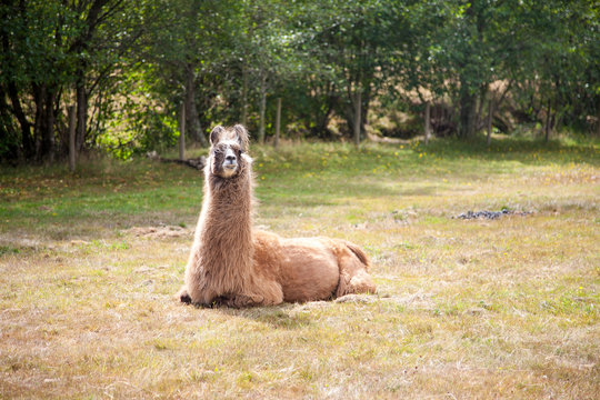 Llama on the meadow