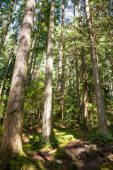 beautiful trees. nature green forest.
