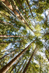 Fototapeta premium beautiful trees. nature green forest.
