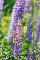 Wild lupines