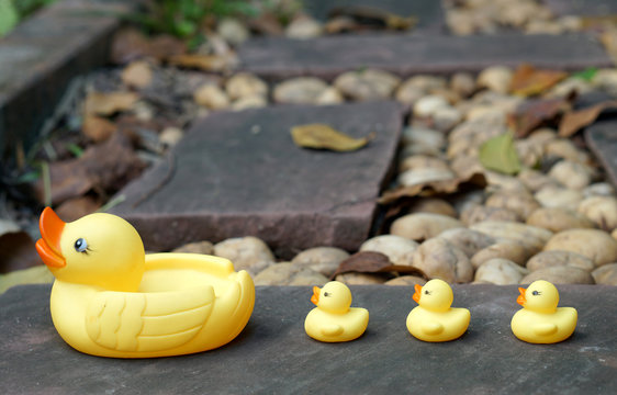 Baby duckling rubber follow the mother duck