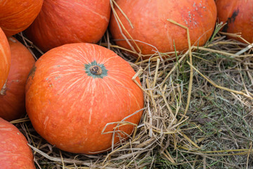 The great pumpkin orange, yellow and beautiful.