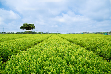 Green Tea plant
