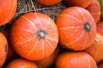The great pumpkin orange, yellow and beautiful.